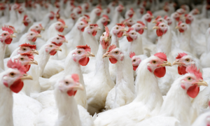 Broiler breed chickens in poultry farm.
