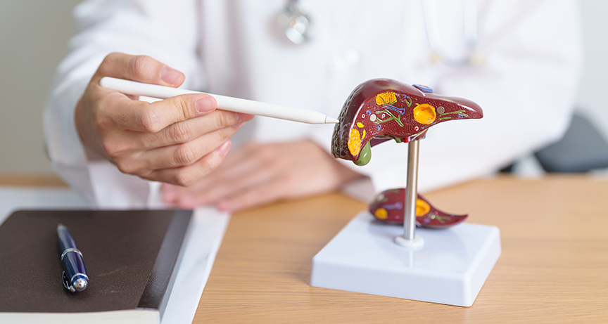 Doctor with model of human liver